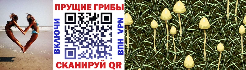 купить закладку Михайлов Галлюциногенные грибы мицелий